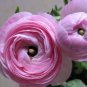 Rouge Ranunculus Flower 200 Seeds