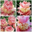 Rare Double Peony Seed Multicolor Perennial 40 Seeds