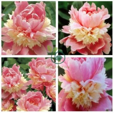 Rare Double Peony Seed Multicolor Perennial 40 Seeds