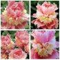 Rare Double Peony Seed Multicolor Perennial 40 Seeds