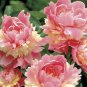 Rare Double Peony Seed Multicolor Perennial 40 Seeds