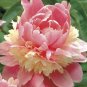 Rare Double Peony Seed Multicolor Perennial 40 Seeds