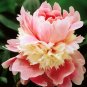 Rare Double Peony Seed Multicolor Perennial 40 Seeds