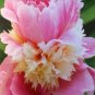 Rare Double Peony Seed Multicolor Perennial 40 Seeds