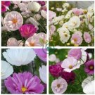 Cupcakes Mix Cosmos Seeds Hardy Plant Flower  60 Seeds