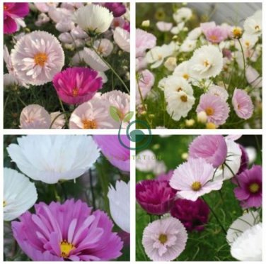 Cupcakes Mix Cosmos Seeds Hardy Plant Flower  60 Seeds