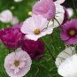 Cupcakes Mix Cosmos Seeds Hardy Plant Flower 60 Seeds