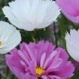 Cupcakes Mix Cosmos Seeds Hardy Plant Flower 60 Seeds