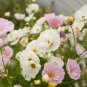 Cupcakes Mix Cosmos Seeds Hardy Plant Flower 60 Seeds