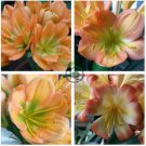 Clivia Seeds Colorful Garden Perennial Flowers 40 Seeds