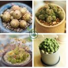 4Monanthes Polyphylla One Flowered House Leek Dwarf Crassula Bonsai Succulent 20 Seeds