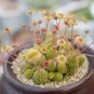 4Monanthes Polyphylla One Flowered House Leek Dwarf Crassula Bonsai Succulent 20 Seeds