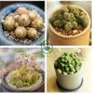 4Monanthes Polyphylla One Flowered House Leek Dwarf Crassula Bonsai Succulent 200 Seeds