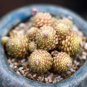 4Monanthes Polyphylla One Flowered House Leek Dwarf Crassula Bonsai Succulent 200 Seeds