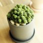 4Monanthes Polyphylla One Flowered House Leek Dwarf Crassula Bonsai Succulent 200 Seeds