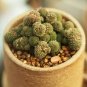 4Monanthes Polyphylla One Flowered House Leek Dwarf Crassula Bonsai Succulent 200 Seeds