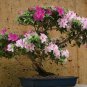 Bonsai Rhododendron Flower 200 Seeds