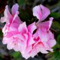 Bonsai Rhododendron Flower 200 Seeds