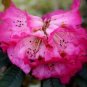 Bonsai Rhododendron Flower 200 Seeds