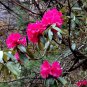 Bonsai Rhododendron Flower 200 Seeds