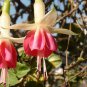 Purple Double Petals Fuchsia Bonsai Potted Flower 200 Seeds