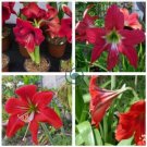 Hippeastrum Bulbs 200 Seeds