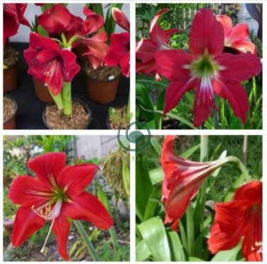 Hippeastrum Bulbs 200 Seeds