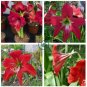 Hippeastrum Bulbs 200 Seeds