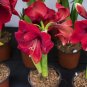 Hippeastrum Bulbs 200 Seeds