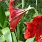 Hippeastrum Bulbs 200 Seeds