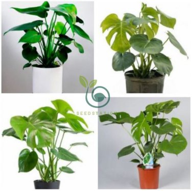 12kinds Mix Philodendron Bonsai 200 Seeds
