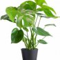 12kinds Mix Philodendron Bonsai 200 Seeds