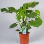 12kinds Mix Philodendron Bonsai 200 Seeds