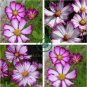 'Fizzy Rose Picotee' Cosmos bipinnatus Annual Flowers 100 Seeds