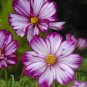 'Fizzy Rose Picotee' Cosmos bipinnatus Annual Flowers 100 Seeds