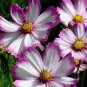 'Fizzy Rose Picotee' Cosmos bipinnatus Annual Flowers 100 Seeds