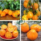 Rare Heirloom 'Foshou' Big Yellow Tomato 200 Seeds
