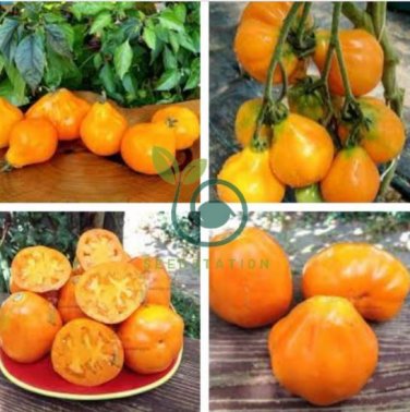 Rare Heirloom 'Foshou' Big Yellow Tomato 200 Seeds