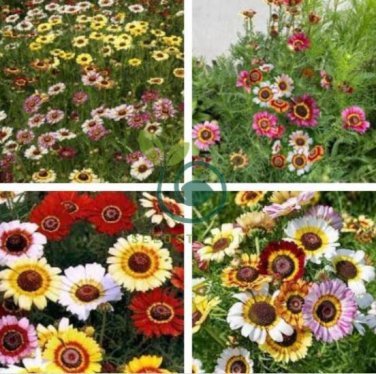 Heirloom Tricolor chrysanthemum Rainbow Colors 40 Seeds