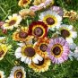 Heirloom Tricolor chrysanthemum Rainbow Colors 40 Seeds