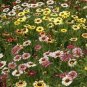 Heirloom Tricolor chrysanthemum Rainbow Colors 40 Seeds