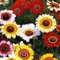 Heirloom Tricolor chrysanthemum Rainbow Colors 40 Seeds