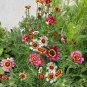 Heirloom Tricolor chrysanthemum Rainbow Colors 40 Seeds