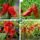 Bhut jolokia Indian Dark Red Naga Jolokia Pepper 20 Seeds
