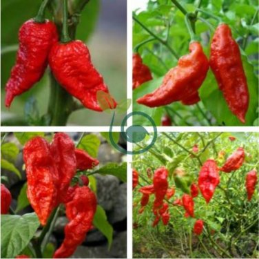 Bhut jolokia Indian Dark Red Naga Jolokia Pepper 20 Seeds