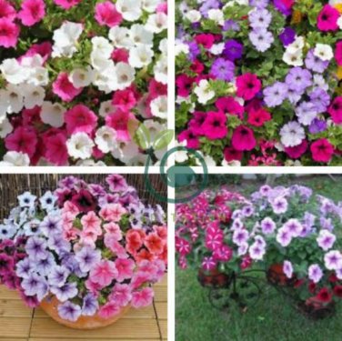 Rare Bonsai Mixed Purple Pink Red White Colors Petunia 200 Seeds
