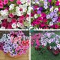 Rare Bonsai Mixed Purple Pink Red White Colors Petunia 200 Seeds