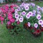 Rare Bonsai Mixed Purple Pink Red White Colors Petunia 200 Seeds