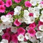 Rare Bonsai Mixed Purple Pink Red White Colors Petunia 200 Seeds