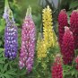 Rare Beautiful Mixed Colorful Dull Ice Lupine Flowers 40 Seeds